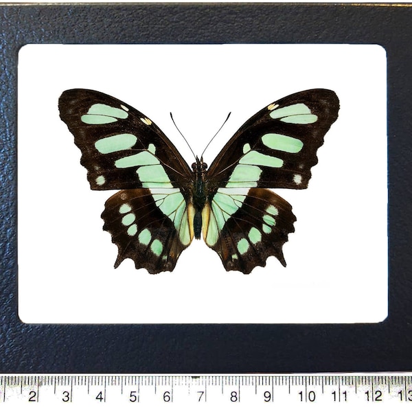 Siproeta stelenes ONE Real Butterfly Green Malachite recto