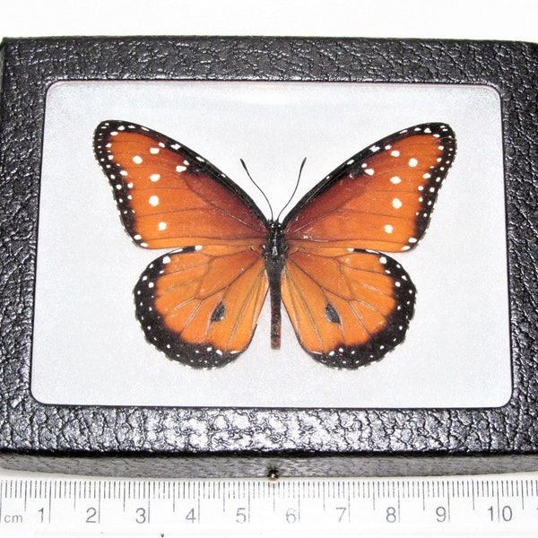 Danaus gilippus ONE Real Butterfly Monarch Mimic queen RECTO Arizona