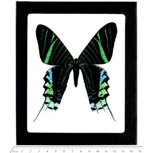 Urania Leilus Day Flying Moth Green Blue Sunset Moth South America