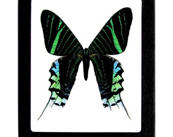 May include: A framed green and blue butterfly specimen with black and white stripes on its wings.