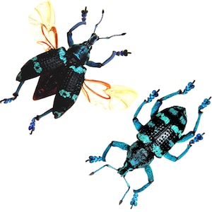 Eupholus linnei blue green weevil beetle Indonesia