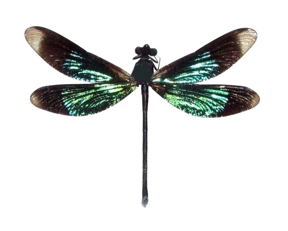Calopteryx virgo One Real Green Black Dragonfly Damselfly Mounted Pac…