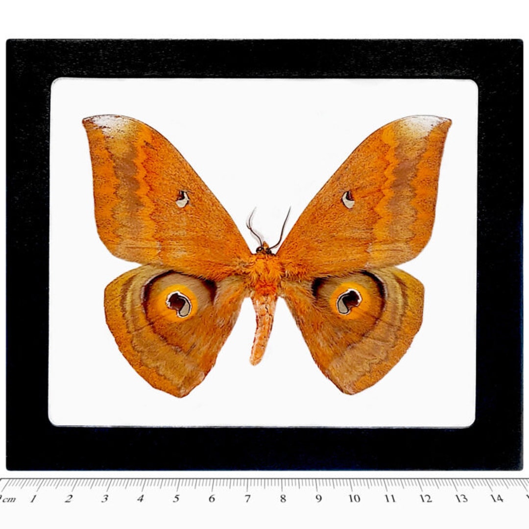 Salassa Thespis Orange Saturn Moth Thailand - Etsy