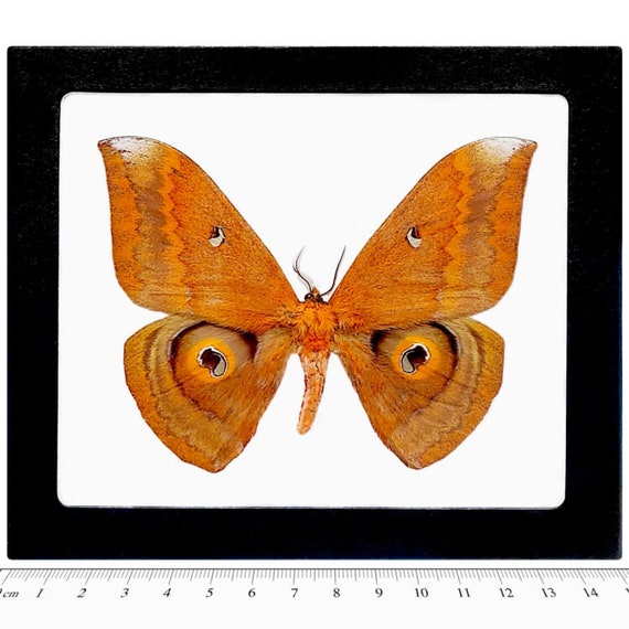 Salassa Thespis Orange Saturn Moth Thailand - Etsy