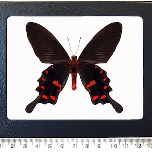 Pachliopta kotzebuea pink red black butterfly Malaysia