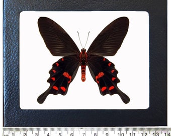 Pachliopta kotzebuea pink red black butterfly Malaysia