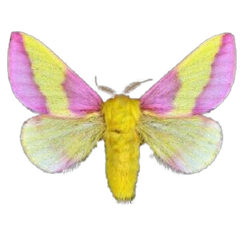 РњРѕС‚С‹Р»С‘Рє Dryocampa rubicunda
