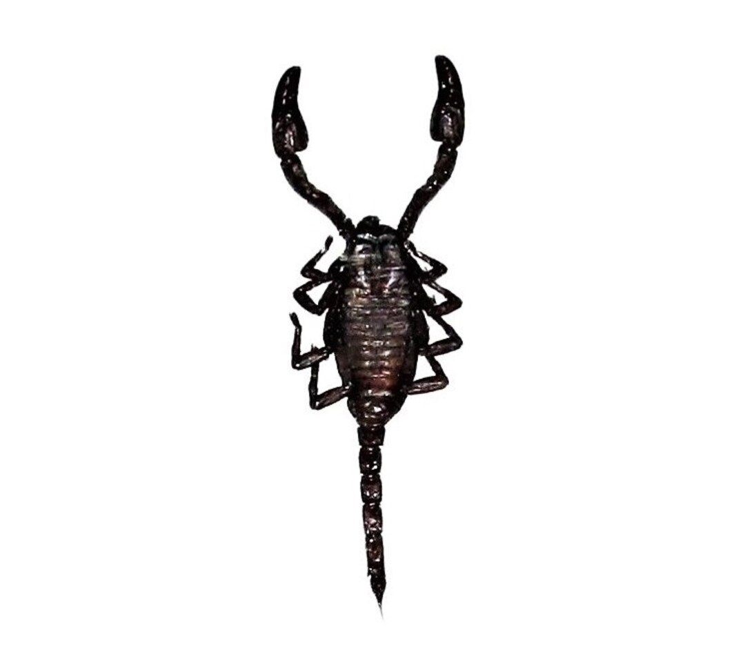 Heterometrus Cyaneus Black Scorpion Indonesia - Etsy Heterometrus Cyaneus Black Scorpion Indonesia - Etsy