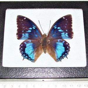 Charaxes smaragdalis One Real blue butterfly RCA Africa