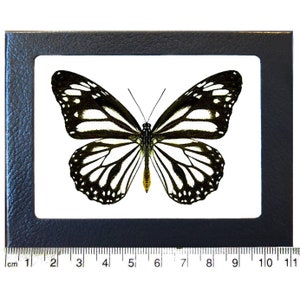 Danaus melanippus white monarch mimic butterfly Philippines