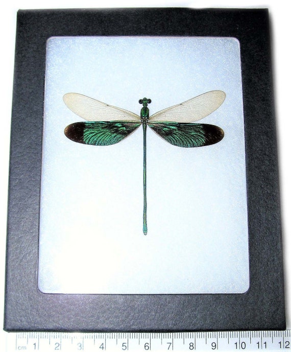 TWO REAL FRAMED GREEN BLACK DAMSELFLIES DRAGONFLIES CALOPTERYX VIRGO