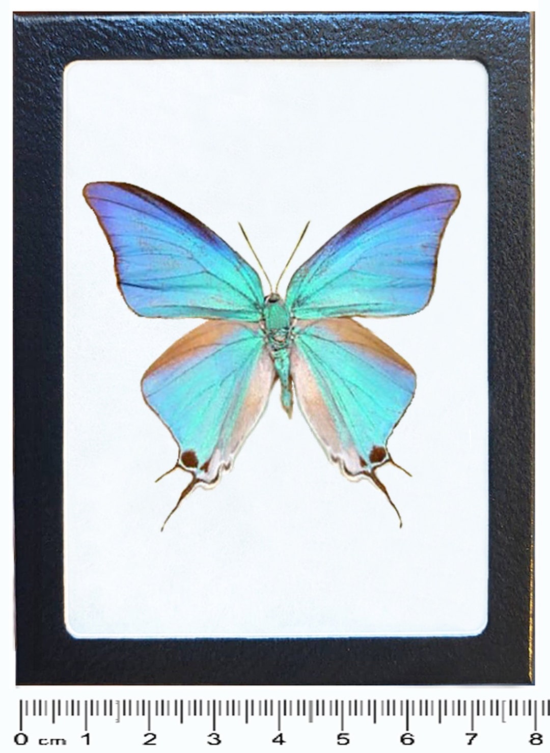 Pseudolycaena Damo Recto Blue Hairstreak Butterfly Guatemala - Etsy