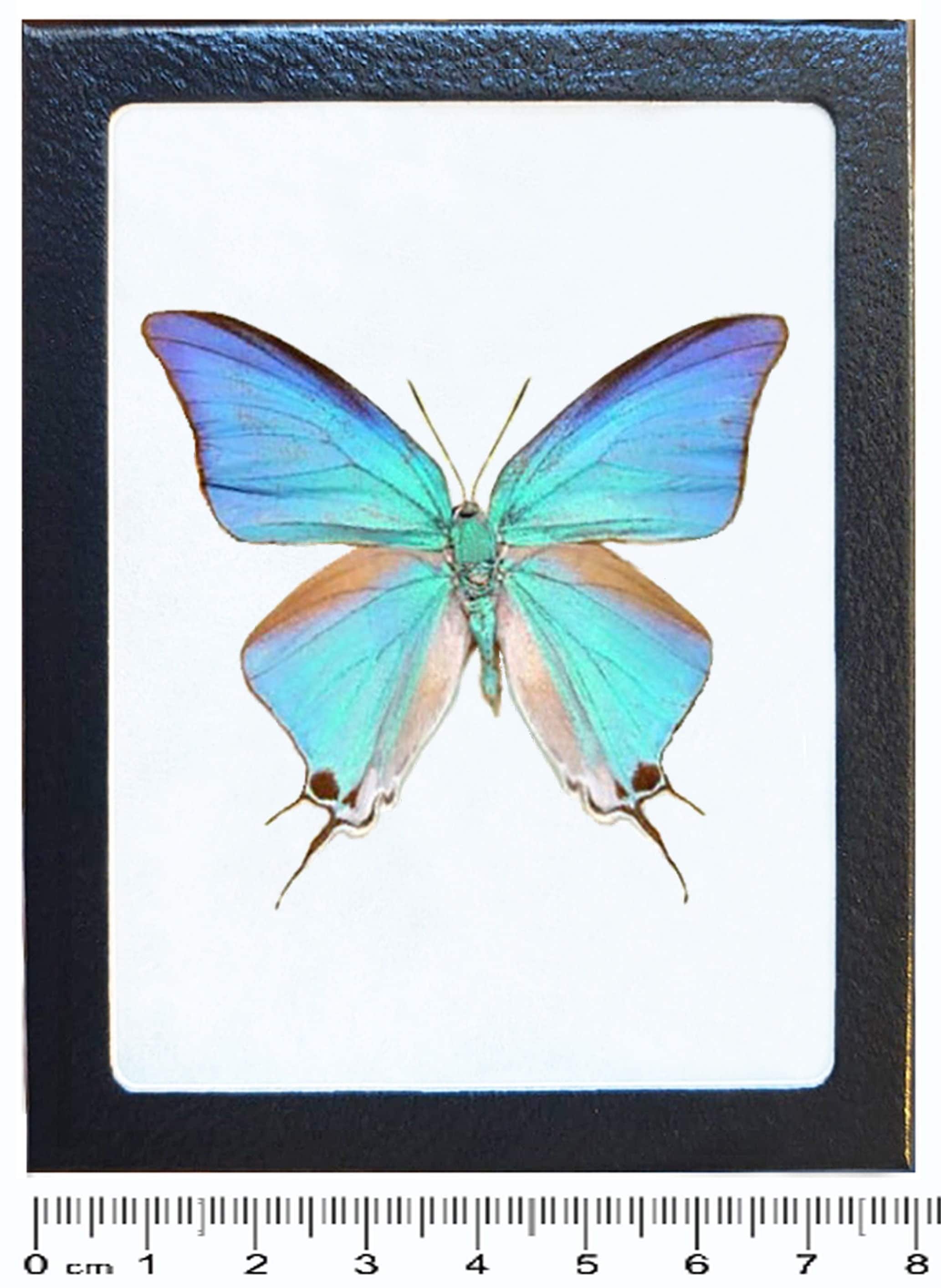 Pseudolycaena damo recto blue hairstreak butterfly Guatemala