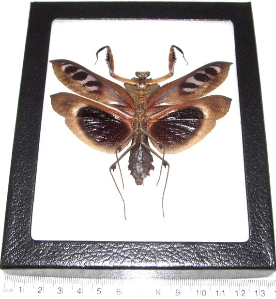 Real Framed Praying Mantis Deroplatys Dessicata Black Death Mantis Female Dark V