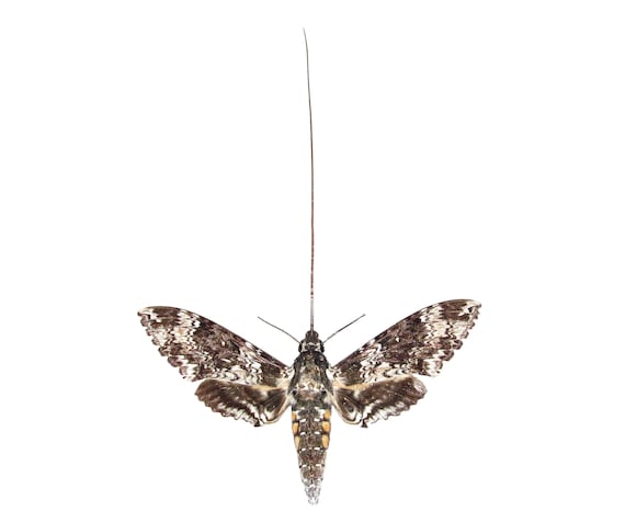 manduca butterfly