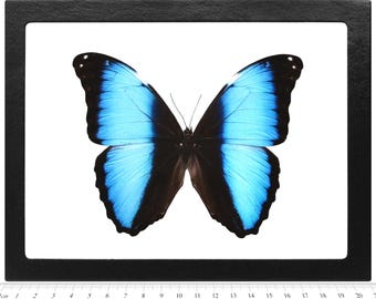 Blue Morpho Deidamia Butterfly, Unmounted Wings Closed, Preserved