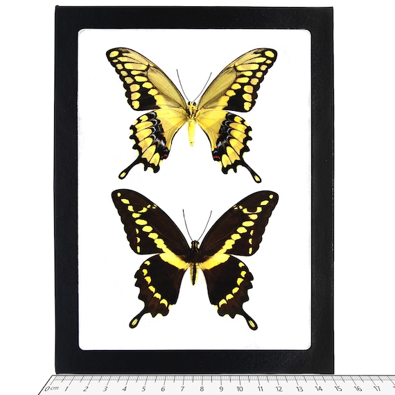 版画 SWALLOWTAIL BUTTERFLY Papilio Cresphontes RECTO Giant Swallowtail Yellow Black Butterfly