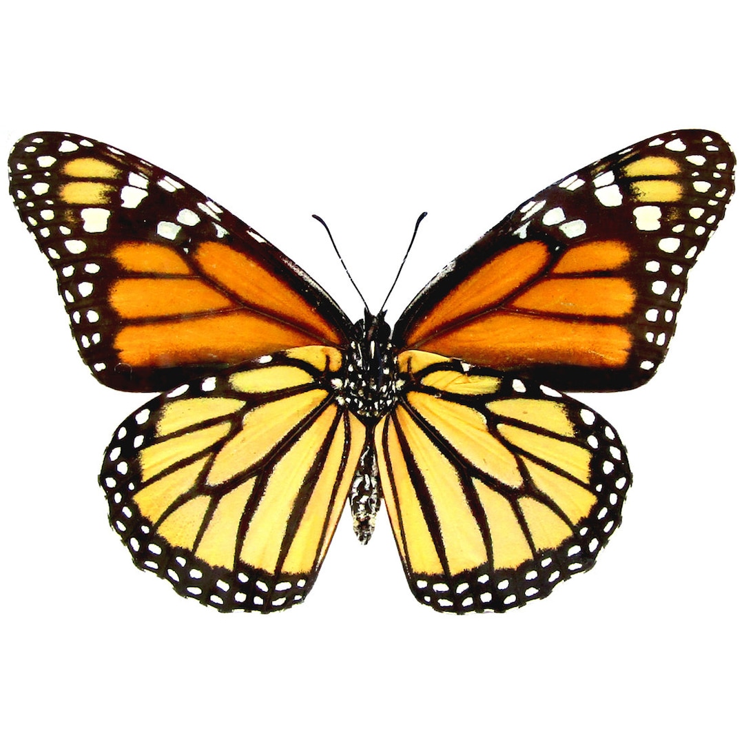 Danaus Plexippus Verso ONE Real Butterfly North American - Etsy
