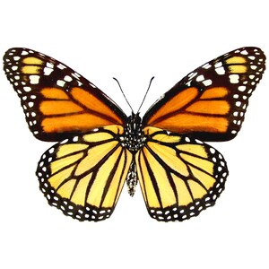 Danaus Plexippus Verso ONE Real Butterfly North American Monarch - Etsy