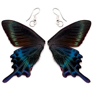 Papilio maacki blue green WHOLE REAL preserved swallowtail butterfly wing earrings