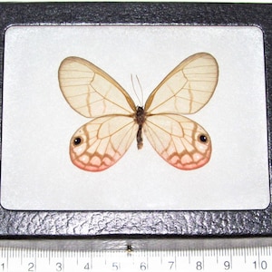 Cithaerias merolina FEMALE pink clear wing butterfly Peru