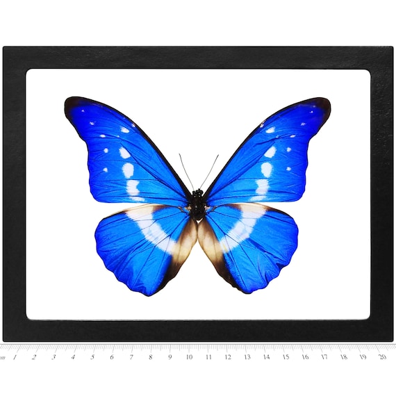 標本 Peru Morpho helena 134mm Morpho Helena Blue White Butterfly Peru - Etsy