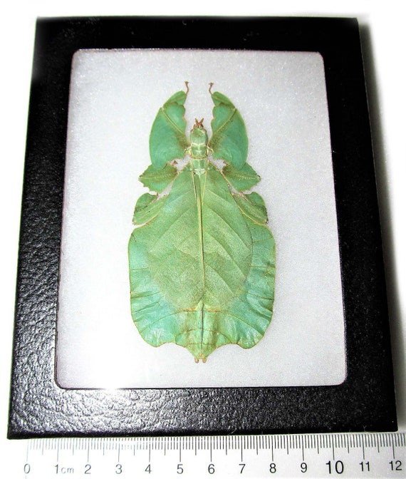 spread female Phyllium celebicum beautiful Weitere Sammelgebiete ...