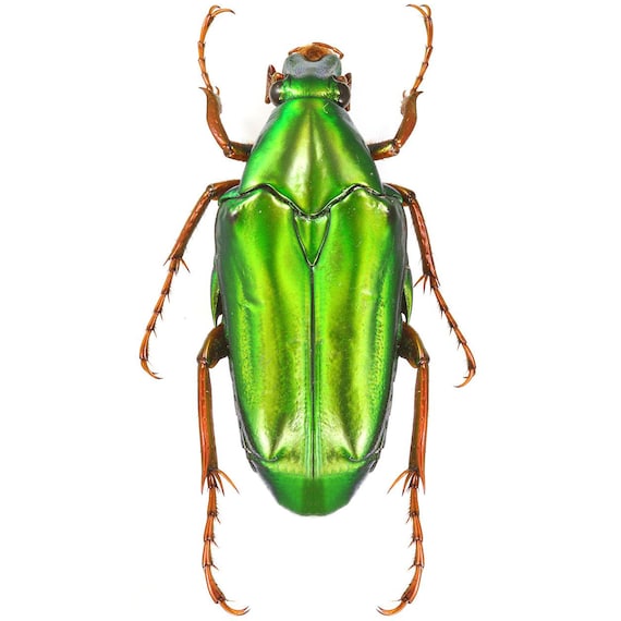 Chalcothea Neglecta Green Beetle Indonesia - Etsy Canada