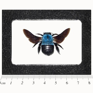 Xylocopa Latipes Real Black Iridescent Carpenter Bee Indonesia