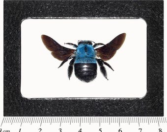 【正規品】Bibiy. HONEY BEE TOP ブルー Xylocopa Caerulea Blue Carpenter Bee Bumblebee Indonesia - Etsy