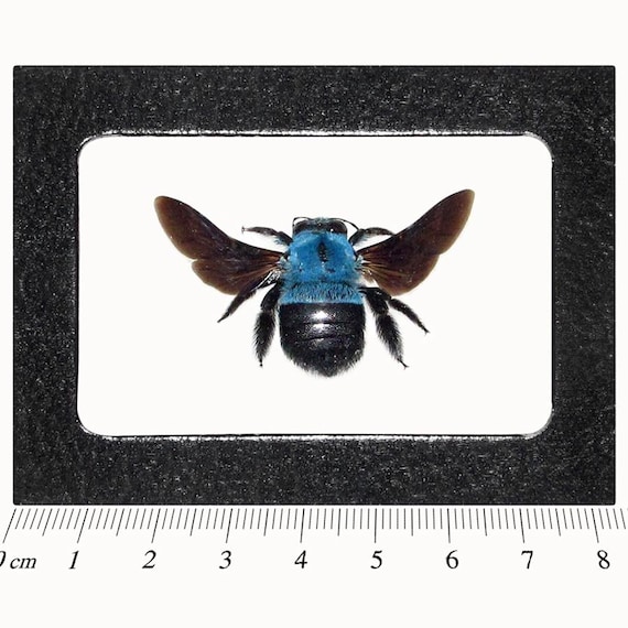 Xylocopa Caerulea Blue Carpenter Bee Bumblebee Indonesia - Etsy
