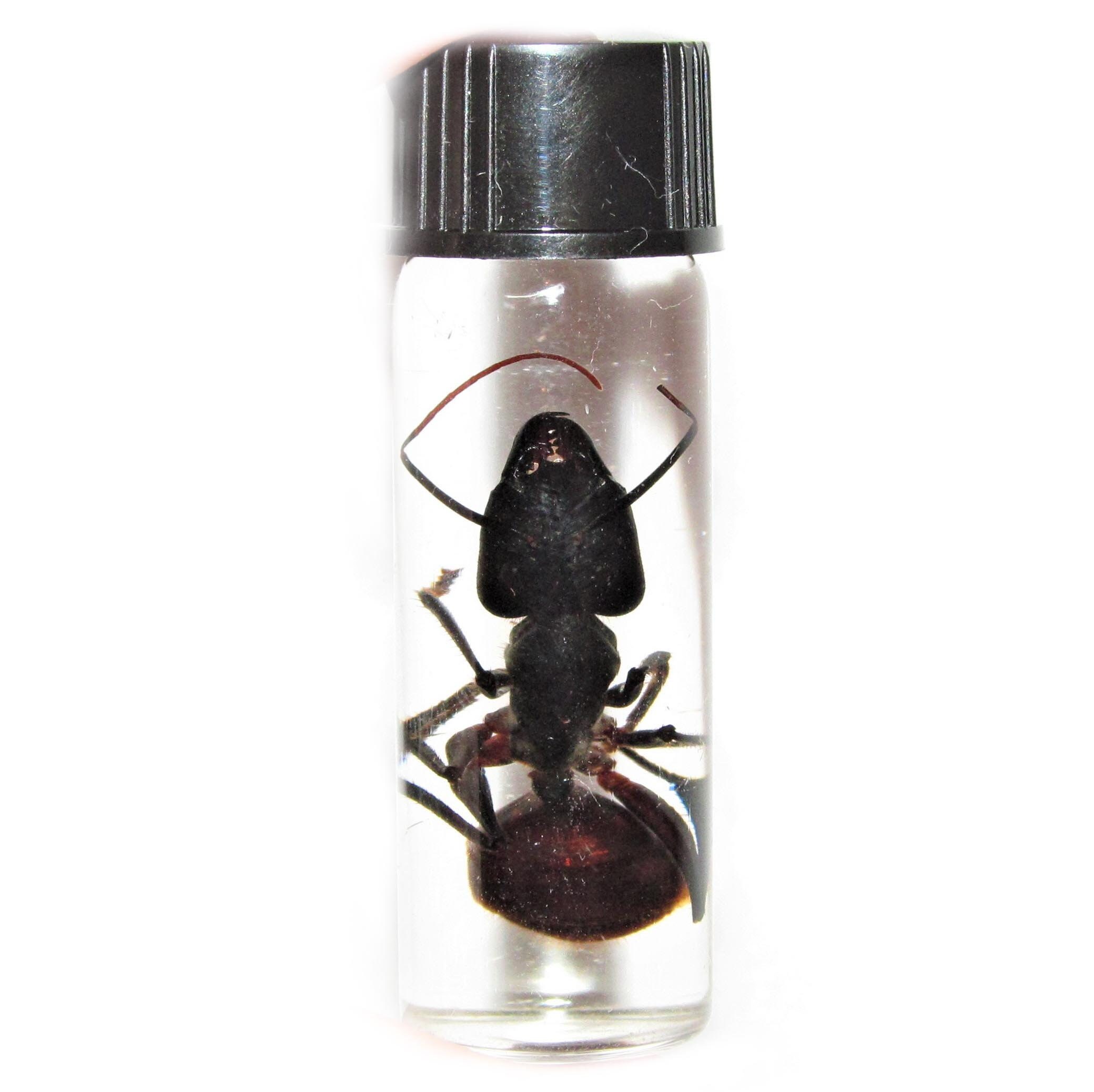 Wet Specimen Real Huge Giant Bullet Ant Camponotus Gigas Largest