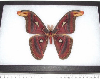 Attacus Atlas Moth Snake Mimic Male