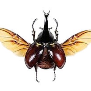 Xylotrupes gideon ONE Real Rhinoceros Beetle Unmounted Packaged or Wings Spread Indonesia image 2