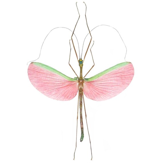 Marmessoidea Rosea Pink Stick Bug Malaysia Etsy