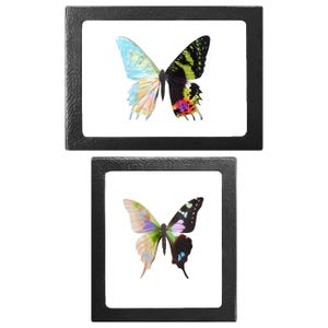 Graphium weiskei FOSSILIZED REPLICA framed pink purple green butterfly Papua New Guinea