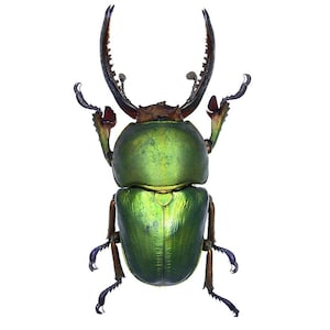 Lamprima adolphinae GREEN FORM MALE stag beetle Papua New Guinea