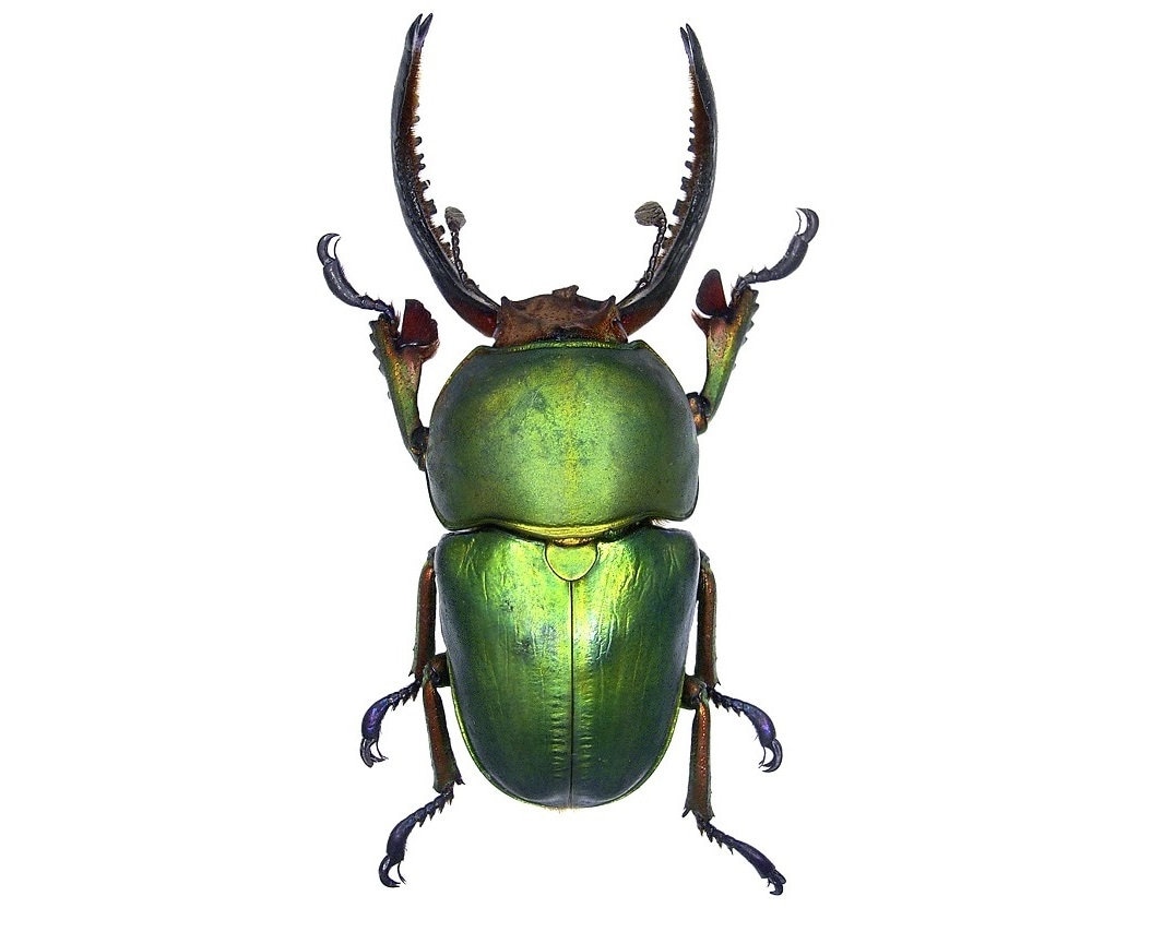 Lamprima Adolphinae GREEN FORM MALE Stag Beetle Papua New Guinea