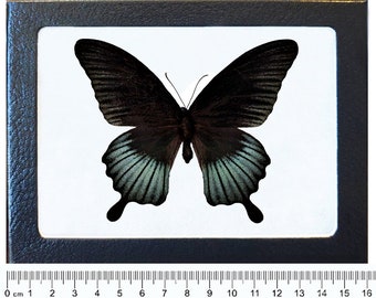 Papilio lowi blue black butterfly Malaysia