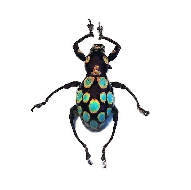 Pachyrrhynchus gemmatus blue green weevil beetle Philippines