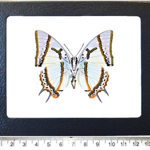 本物の巨大なフクロウ蝶の剥製 - Caligo eurilochus livius - Etsy 日本