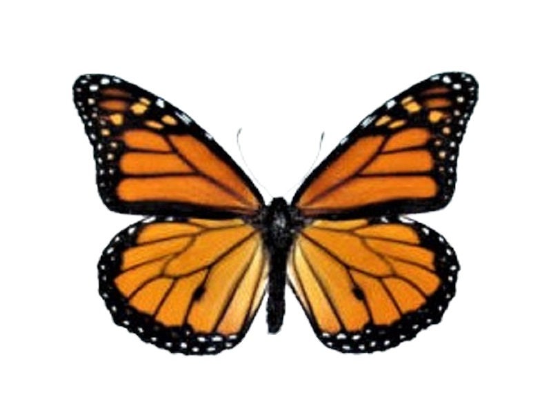 Danaus plexippus recto ONE Real Butterfly North American Monarch