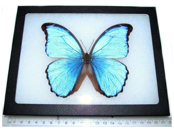 REAL FRAMED BUTTERFLY BLUE MADAGASCAR PRECIS RHADAMA BUCKEYE