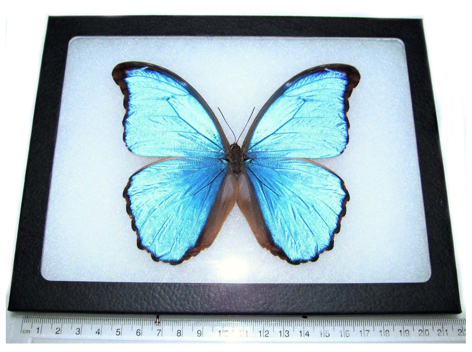 Morpho didius framed blue butterfly Peru