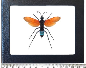 Tarantula Hawk Pepsis formosa Wasp Real Red Orange