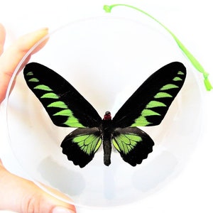 Real Framed Birdwing Butterflies Green Trogonoptera Brookiana Pair Indonesia Insect Taxidermy Real Framed Birdwing Butterflies Green Trogonoptera Brookiana Pair Indonesia Insect Taxidermy