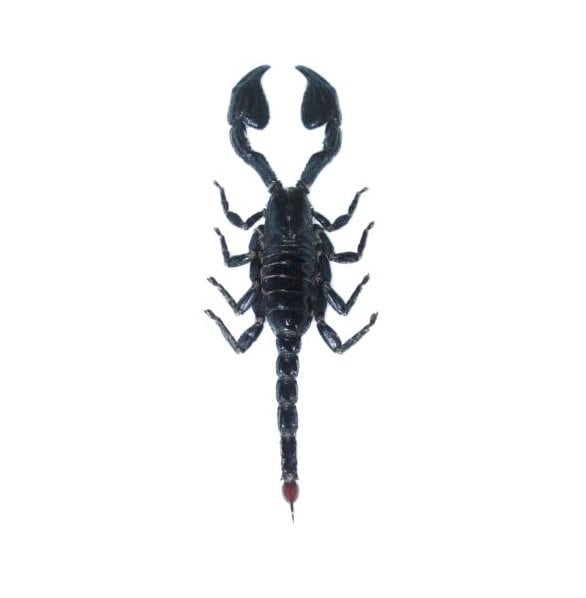 Heterometrus laoticus ONE Real emperor scorpion unmounted packaged