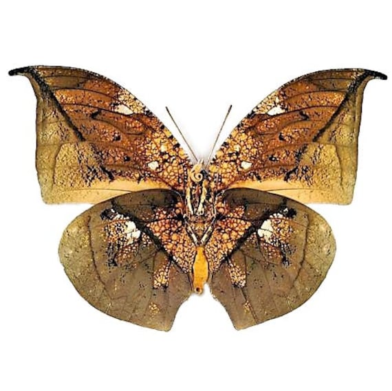Anaea Archidona Gold Leaf Mimic Butterfly Peru - Etsy