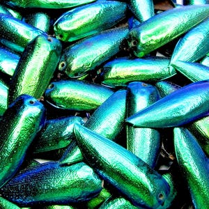 May include: A close-up of a pile of iridescent green and blue beetle wings. The wings are smooth and shiny, with a metallic sheen.