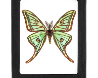 Graellsia isabellae MALE green red spanish moon saturn luna moth Spain FRAMED